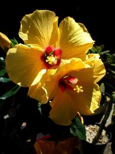 Sárga hibiszkusz