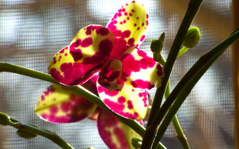 címlapfotó orchidea trópusi virág