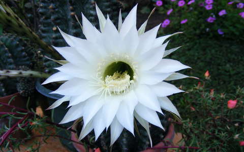 címlapfotó kaktuszvirág