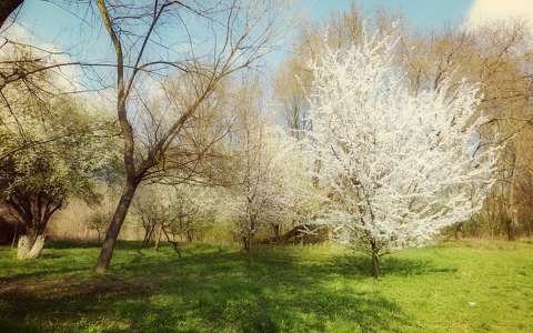 tavasz virágzó fa árnyék