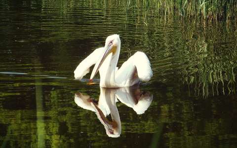 pelikán tükröződés vizimadár