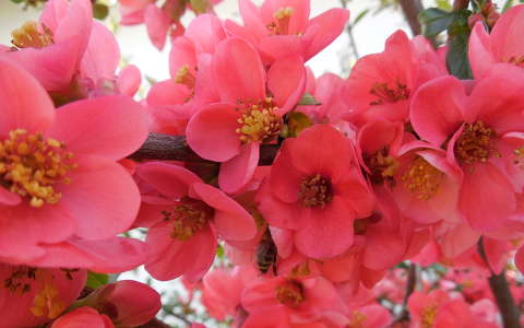 címlapfotó japánbirs tavasz