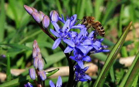 méh rovar tavasz tavaszi virág