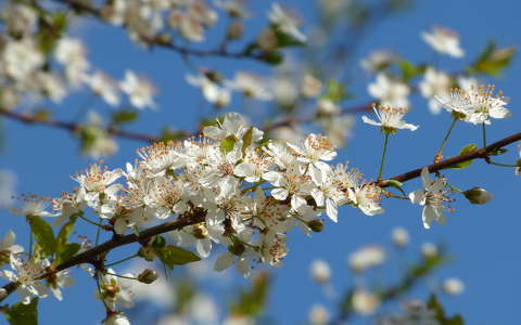 címlapfotó gyümölcsfavirág tavasz