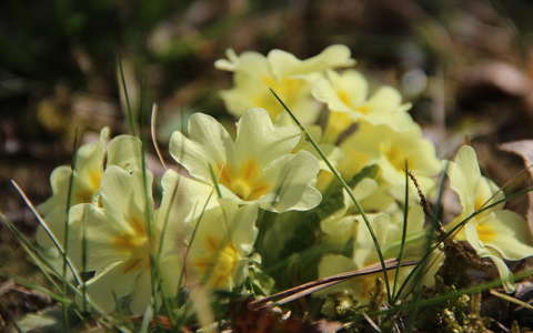 címlapfotó kankalin tavaszi virág