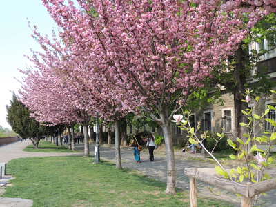 Tóth Árpád sétány,Budapest