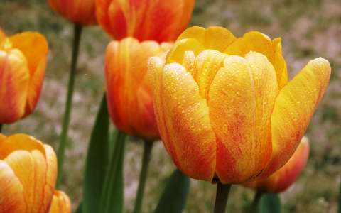tavaszi virág tulipán vízcsepp