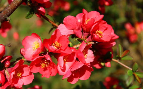 japán birs virág