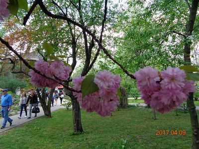 Sakura ünnepFűvészkert, Budapest