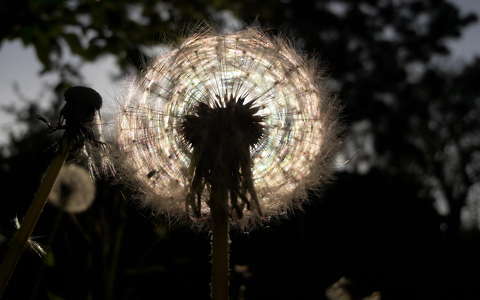 címlapfotó fény pitypang vadvirág