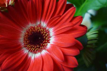 Gerbera