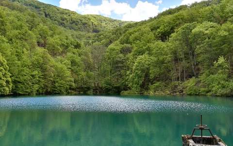 erdő magyarország tavasz tó