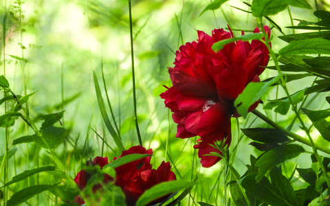 címlapfotó pünkösdi rózsa tavasz tavaszi virág