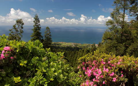 azori-szigetek portugália rododendron