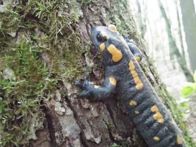 Szalamandra, Királyrét, Börzsöny