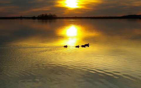 kacsa naplemente tükröződés vizimadár
