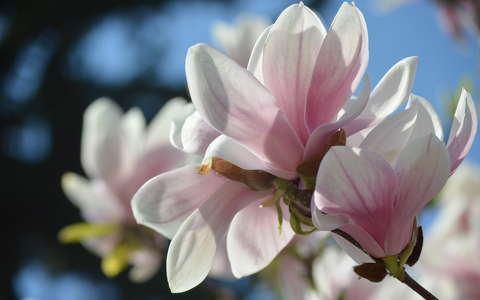magnólia tavasz tavaszi virág