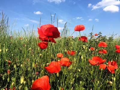 nyári pipacsos mező 2