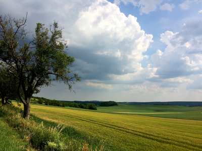 nyári mező