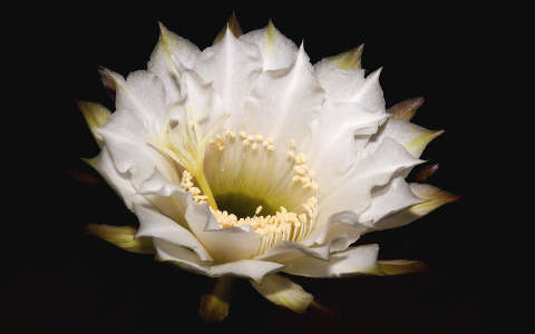 Kaktusz - Echinopsis eyriesii virága