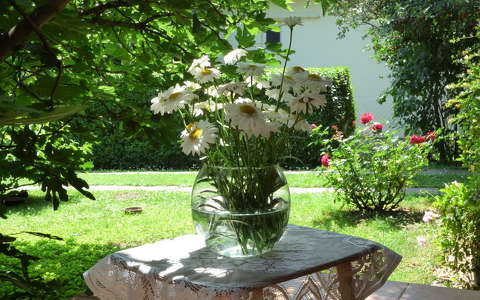 címlapfotó margaréta nyári virág virágcsokor és dekoráció
