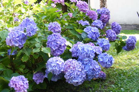 hortenzia