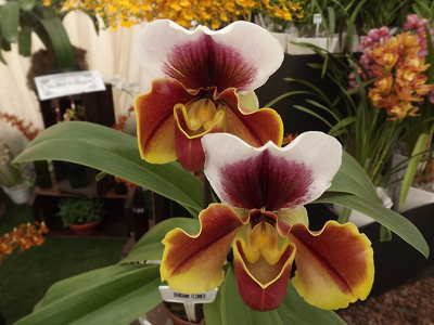 Orquídia Sapatinho