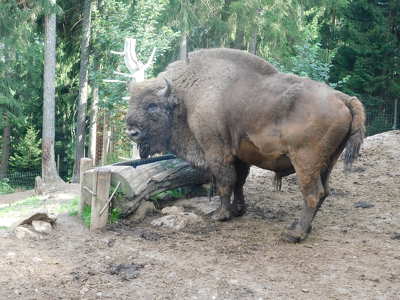 Kelet Tirol. Bölény a vadasparkban