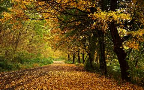 címlapfotó fasor út ősz