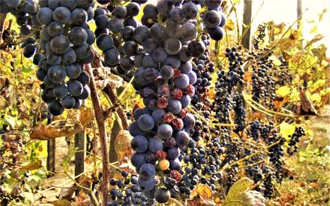 gyümölcs szőlő szőlőültetvény ősz