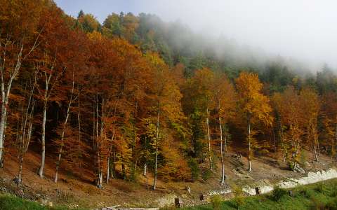 erdő szlovénia ősz