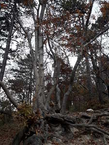 Ősz ( Normafa )