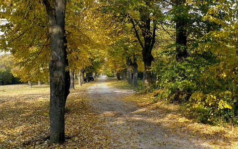 ősz, fák, magyarország