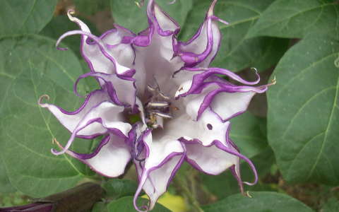 Angyaltrombita