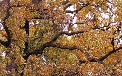 címlapfotó fa ősz