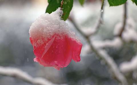 bimbó címlapfotó rózsa tél