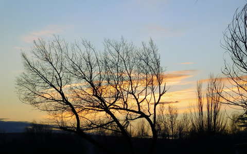 naplemente, fák, magyarország