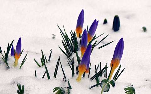 címlapfotó krókusz tavaszi virág tél