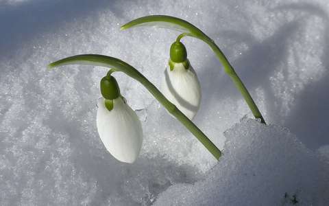 címlapfotó hóvirág tavaszi virág tél