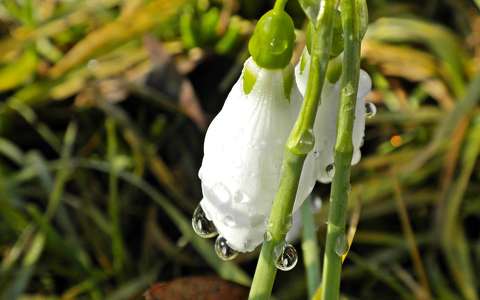 hóvirág tavaszi virág vadvirág vízcsepp
