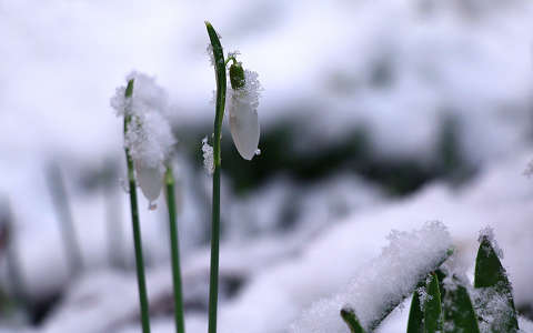 címlapfotó hóvirág tavaszi virág tél