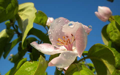 gyümölcsfavirág tavasz vízcsepp
