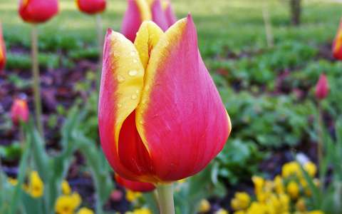 tavaszi virág tulipán vízcsepp