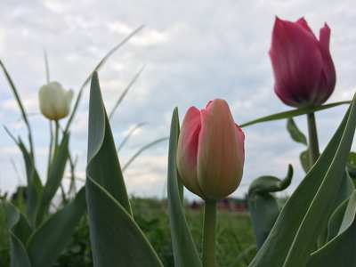 tulipán, virág, tavasz
