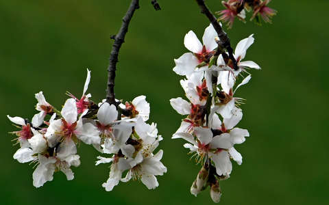 gyümölcsfa virág, tavasz, magyarország