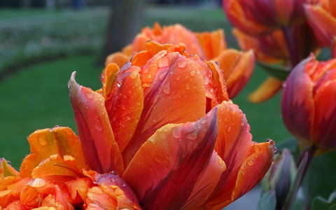 tavasz tavaszi virág tulipán vízcsepp