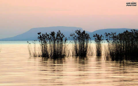 Balaton, nádas, naplemente, magyarország
