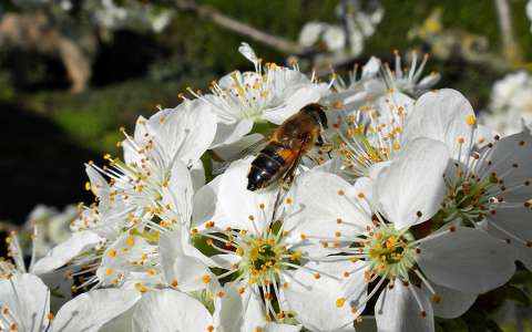 gyümölcsfavirág méh rovar