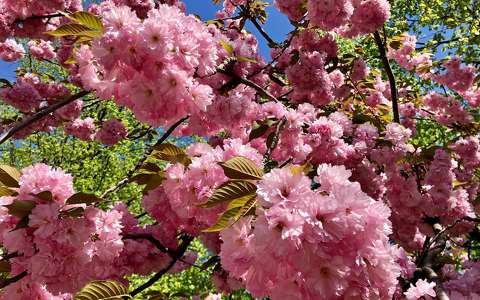 címlapfotó japán cseresznye tavasz