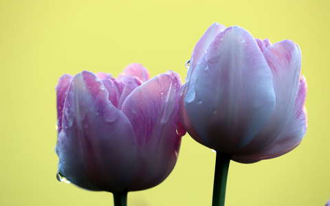 Harmatos tulipán
